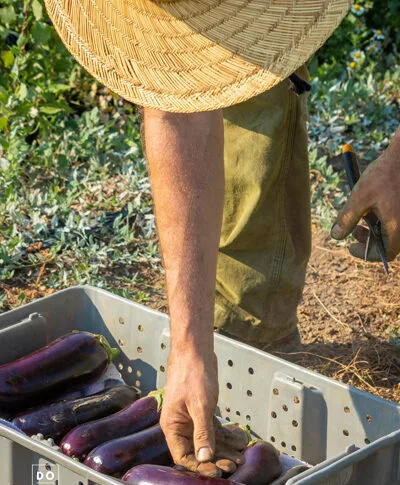 Farmer harvesting vibrant eggplants in a sunlit field, showcasing sustainable agricultural practices.