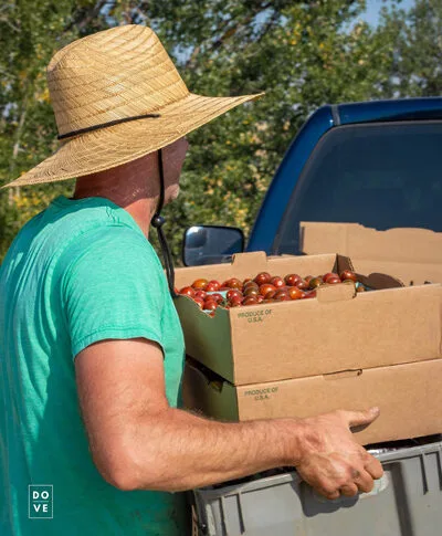 Man harvesting fresh tomatoes in a sunny rural farm setting, promoting local produce.