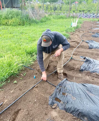 Man inspecting irrigation system in freshly tilled garden, surrounded by lush green plants.
